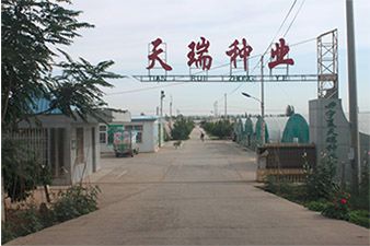 宁夏中卫天瑞集团温室大棚智能管理项目 智能农业管理的新典范